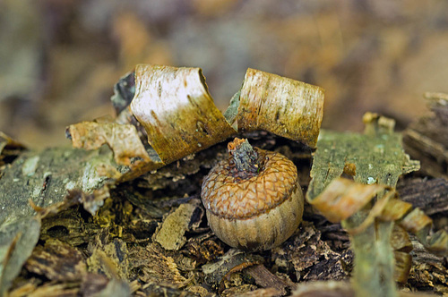 Acorn