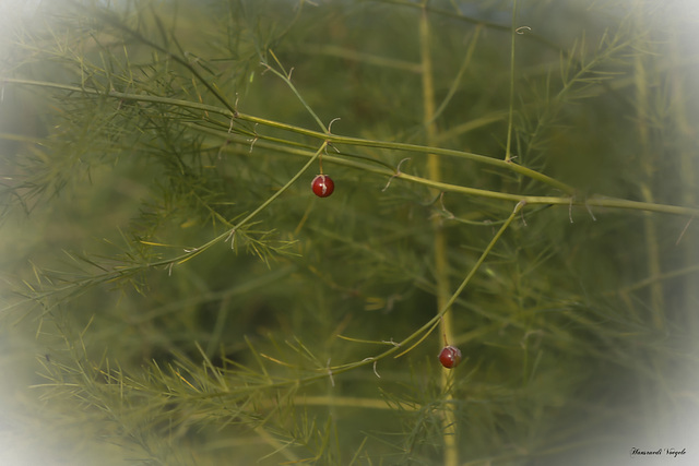 Spargelkaut mit Fruchtbeeren