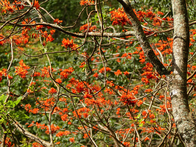 Flame Tree, Main Ridge Forest Reserve trip, Tobago, Day 2