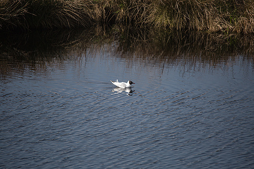 20170404 2717VRTw [D~MI] Lachmöwe, Großes Torfmoor, Hille