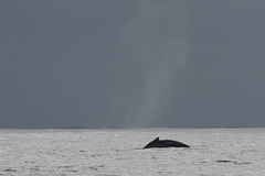 The Body of the Whale and the Blurred Trace of the Fountain above It