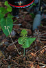 Malaxis unifolia (Green Adder's-mouth orchid) with Alan Cressler's camera equipment