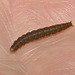 Caterpillar IMG_7285