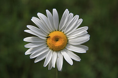 Oxeye Daisy