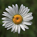 Oxeye Daisy