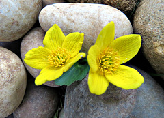 Finally some Spring flowers have emerged.