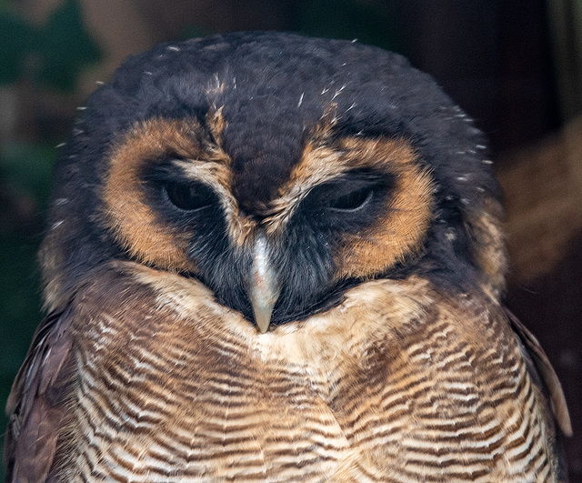 Brown wood owl