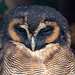 Brown wood owl