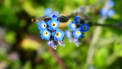 Myosotis des champs...