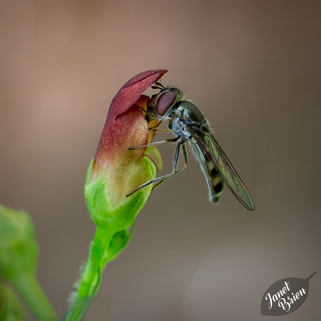Hoverfly-on-California-Figwort