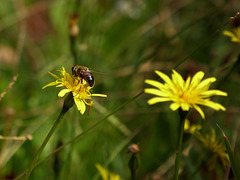 ultime impollinazioni