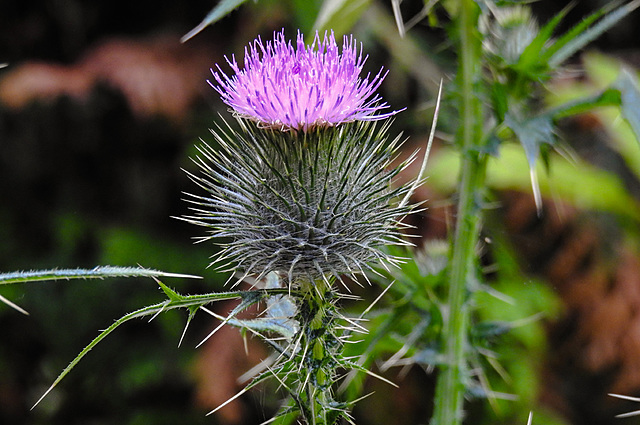 20220710 1425CPw [D~LIP] Distel, Bad Salzuflen