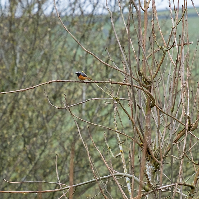 Common Redstart