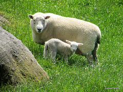 Ewe and Lamb