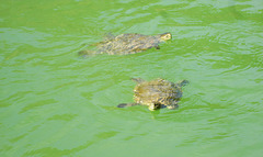 Tortoises in Alqueva reservoir.