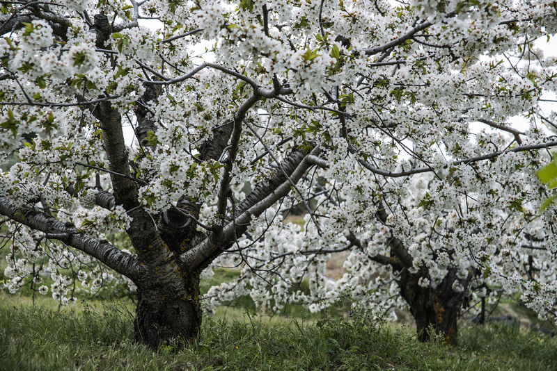 Llegó la primavera !