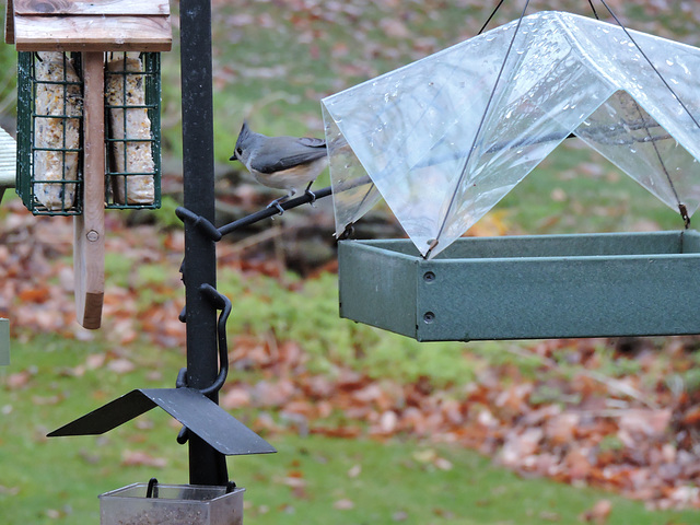 Tufted Titmouse