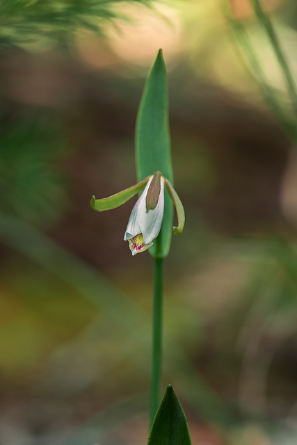 Cleistesiopsis bifaria (Mountain Small Spreading Pogonia orchid)