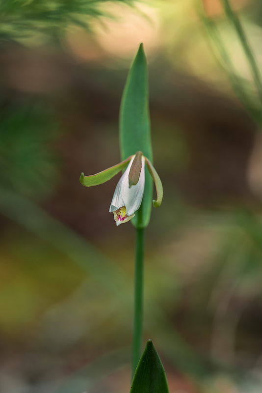 Cleistesiopsis bifaria (Mountain Small Spreading Pogonia orchid)