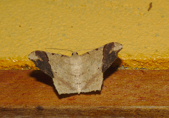 Moth IMG_7209