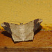 Moth IMG_7209