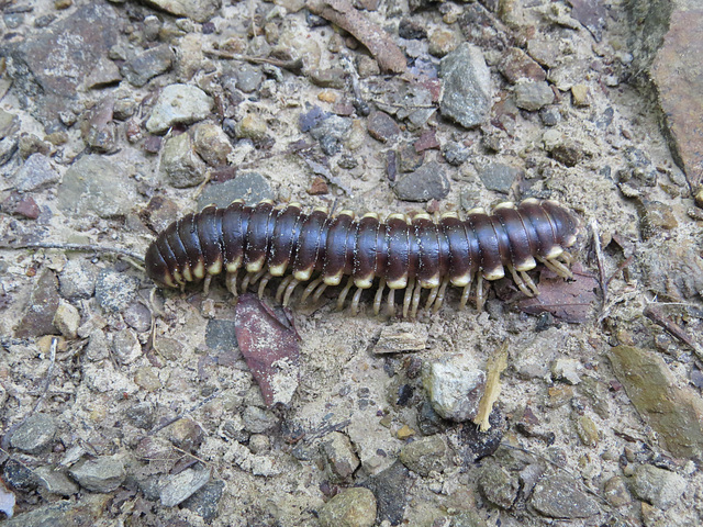 Millipede