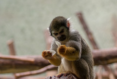 Tierpark Hellabrunn