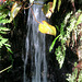 IMG 5529-001-Tropical Water Feature