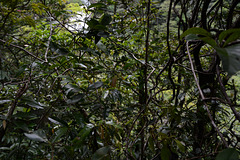 Venezuela, the Jungle on the Way to the Angel Falls along the River of Kerepakupai Merú