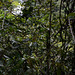 Venezuela, the Jungle on the Way to the Angel Falls along the River of Kerepakupai Merú