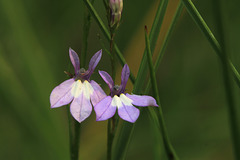 Lobelia siphilitica