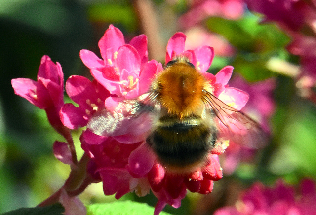 Eine Hummel auf einer Johannisbeerblüte