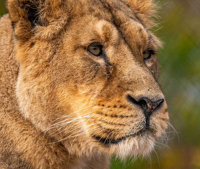 Lioness