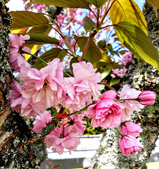 Blossom and Leaves.