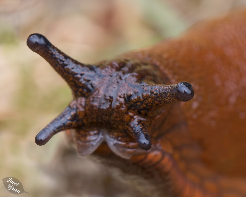 Slug-Portrait