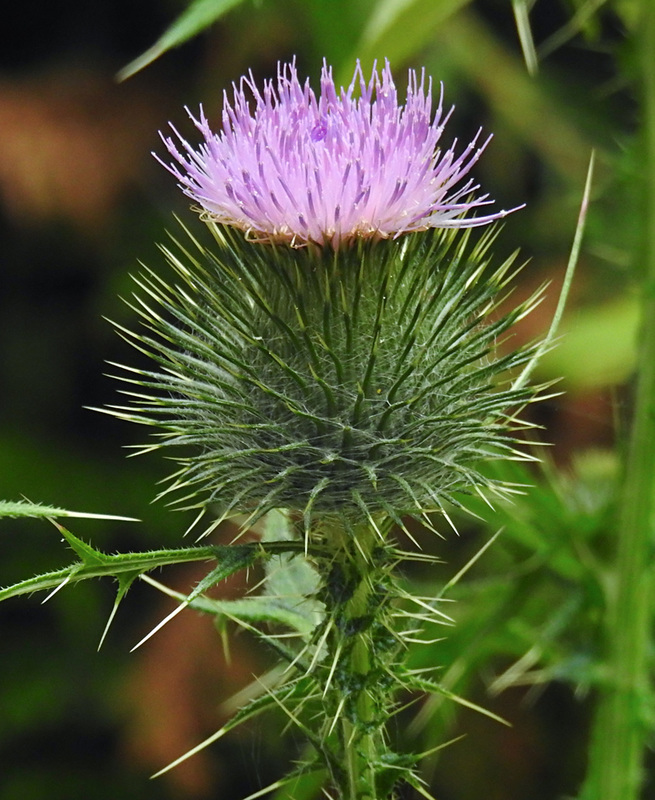 20220710 1426CPw [D~LIP] Distel, Bad Salzuflen