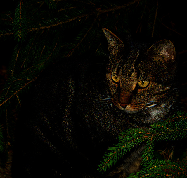 Luna, Garten, Familie