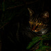 Luna, Garten, Familie