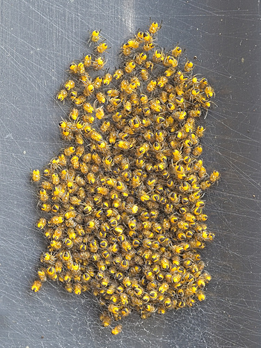 A Cluster of Baby Spiders