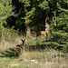 20241010 Mont Baudille (35)