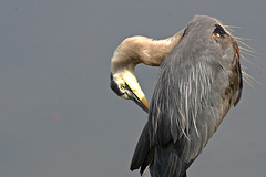 Great Blue Heron (and a dirty camera sensor-2017)