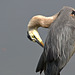 Great Blue Heron (and a dirty camera sensor-2017)