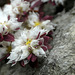 Paronychia argentea...