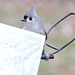 Tufted Titmouse