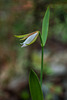 Cleistesiopsis bifaria (Mountain Small Spreading Pogonia orchid)