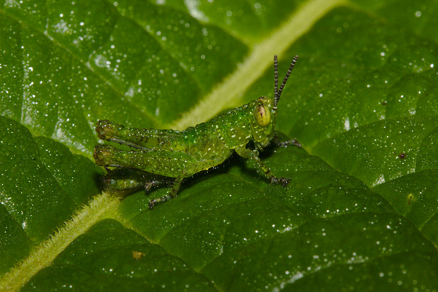 Grasshopper IMG_6884