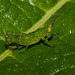 Grasshopper IMG_6884