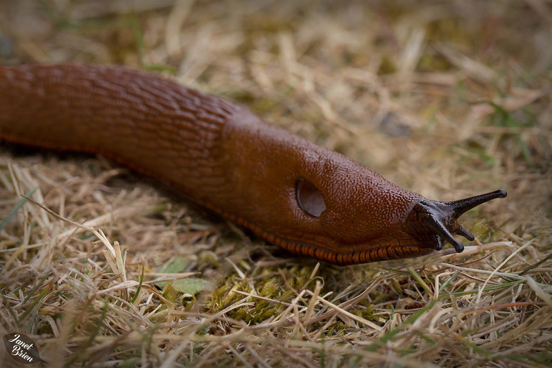 slug