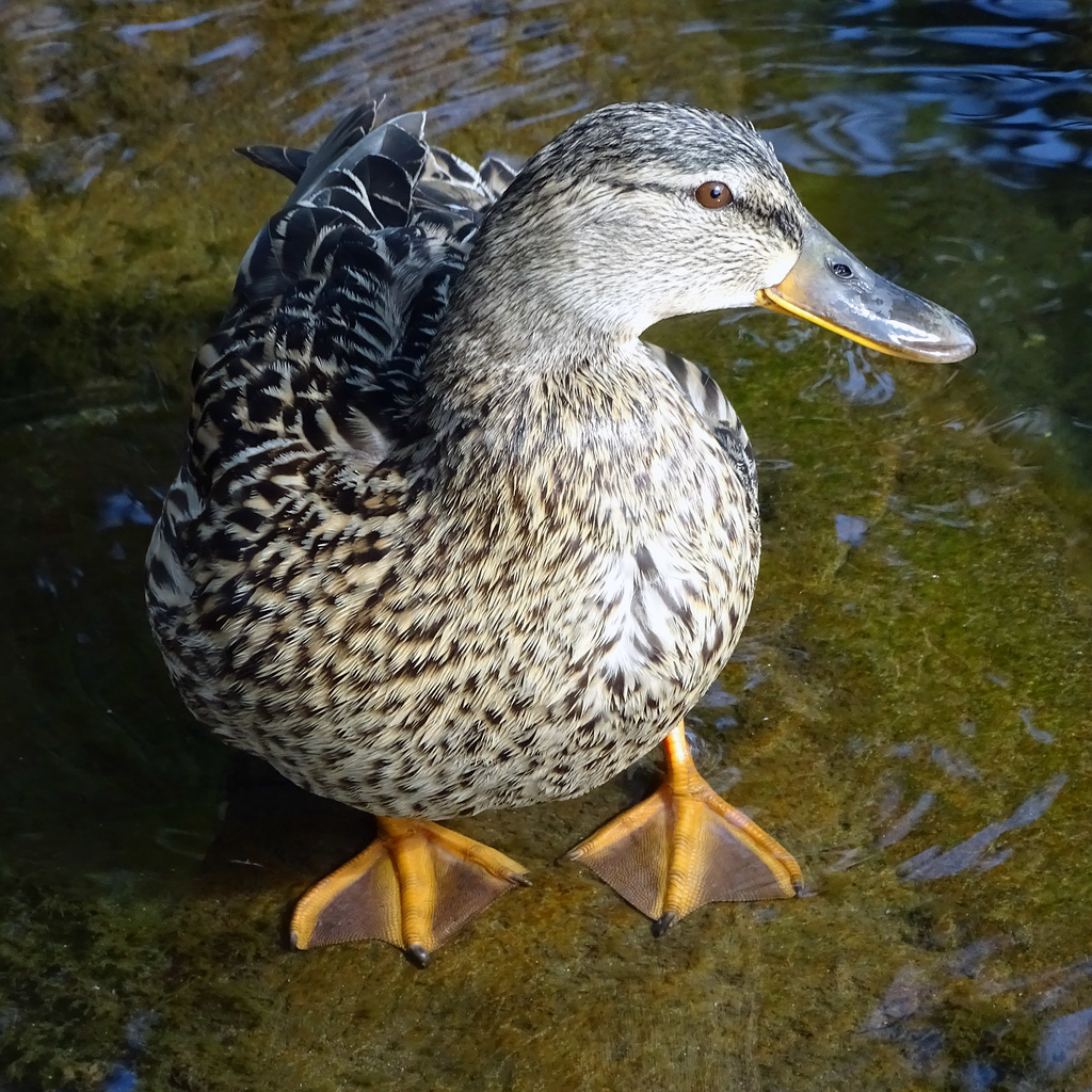 Female mallard