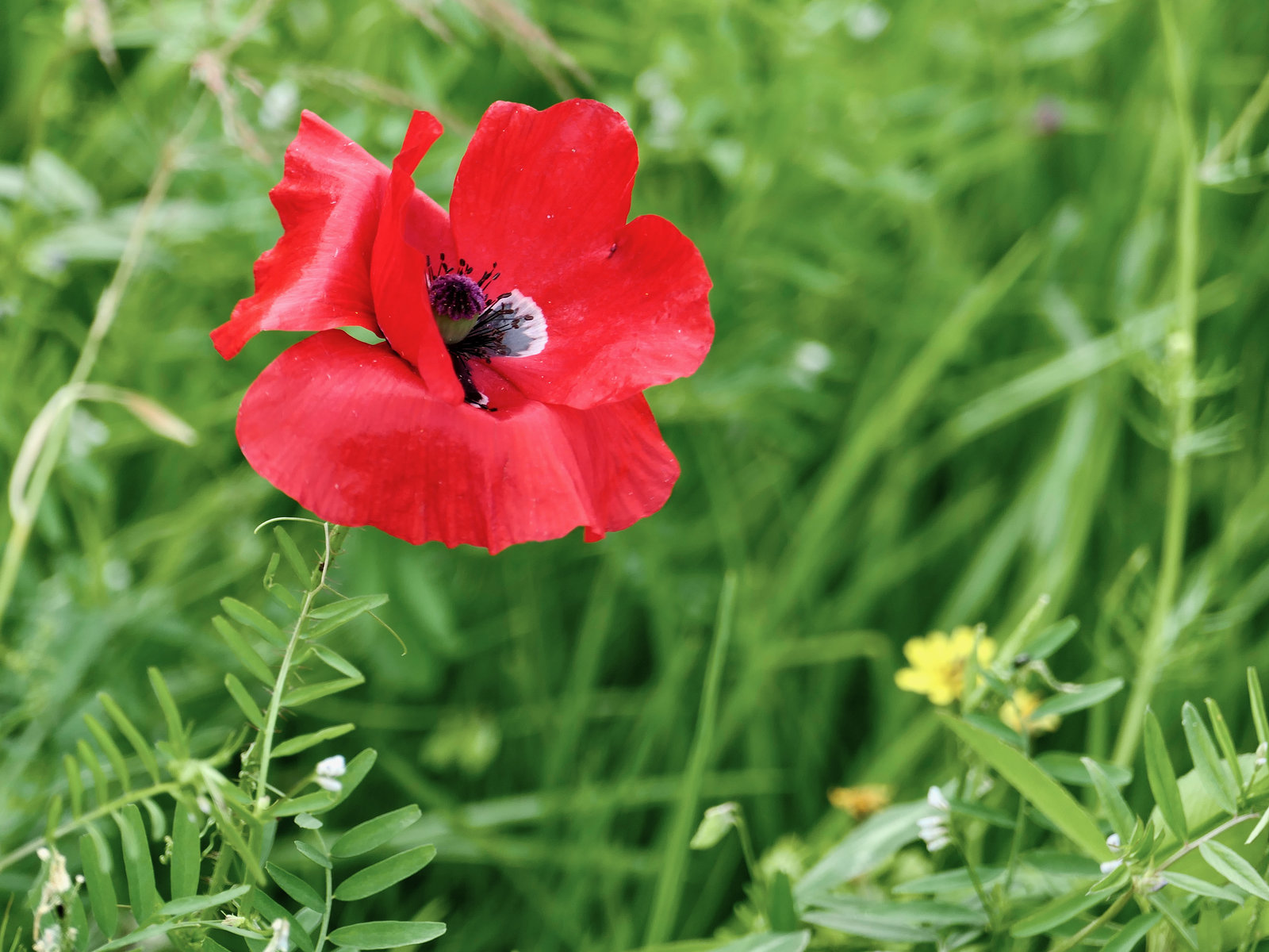 Klatschmohn